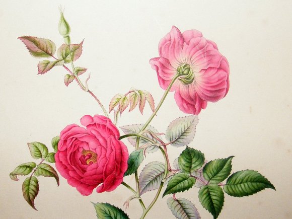 james-andrews-1842-folio-hand-col-botanical-print.-rose-[2]-20595-p