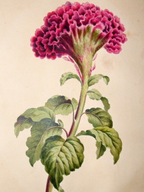 john-edwards-1795-folio-hand-col-botanical-print.-coxcomb-[2]-51490-p